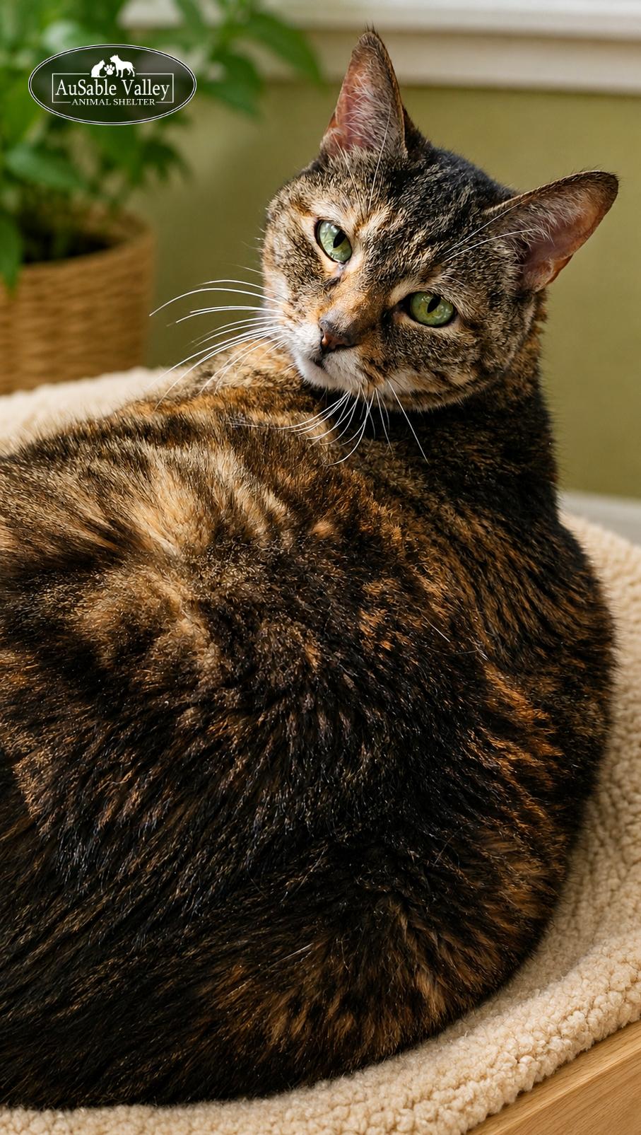 Enlarge Hazel, a ADOPTABLE Domestic Medium Hair in Grayling, MI image 5/6