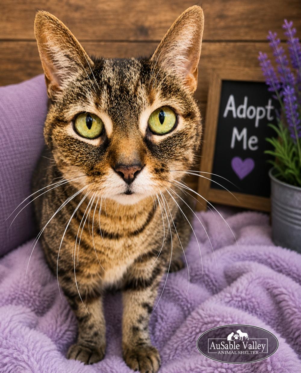Hazel, ADOPTABLE, Senior Female Domestic Medium Hair.
