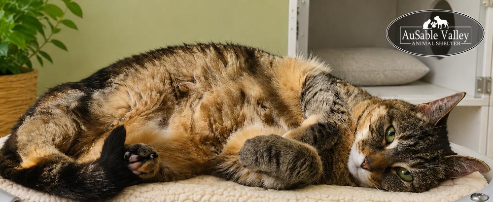 Enlarge Hazel, a ADOPTABLE Domestic Medium Hair in Grayling, MI image 4/6