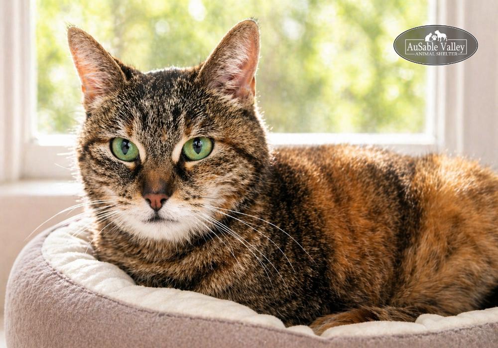 Hazel, ADOPTABLE, Senior Female Domestic Medium Hair.