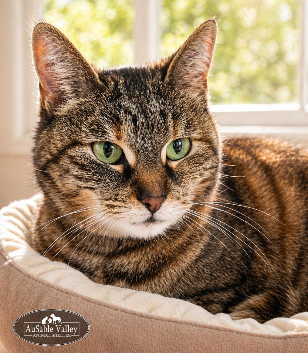 Enlarge Hazel, a ADOPTABLE Domestic Medium Hair in Grayling, MI image 3/4
