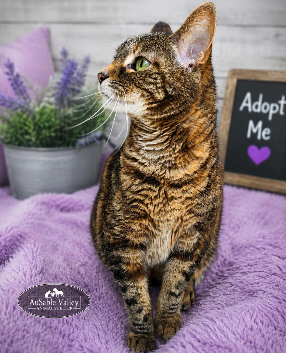 Enlarge Hazel, a ADOPTABLE Domestic Medium Hair in Grayling, MI image 5/6
