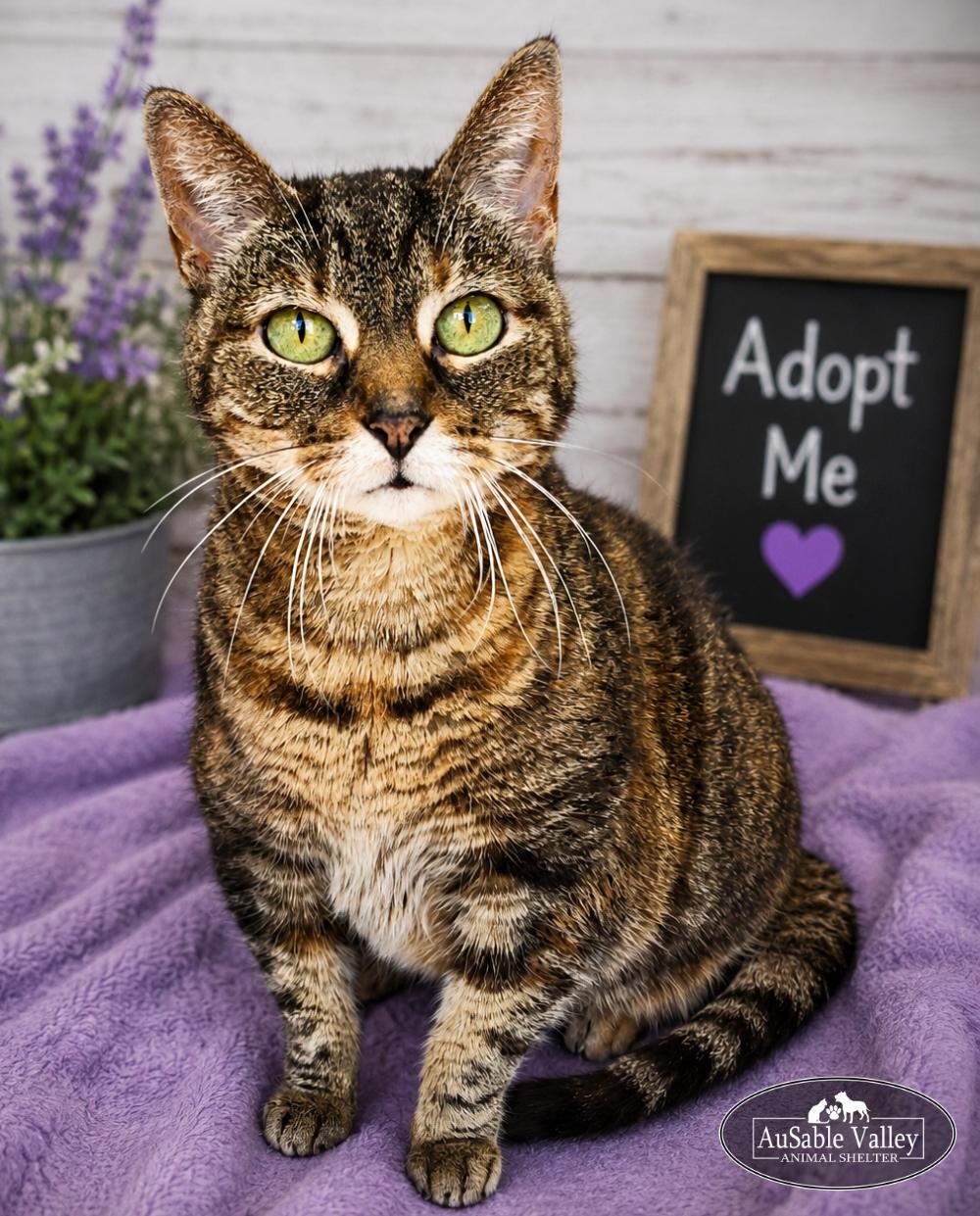 Enlarge Hazel, a ADOPTABLE Domestic Medium Hair in Grayling, MI image 2/6