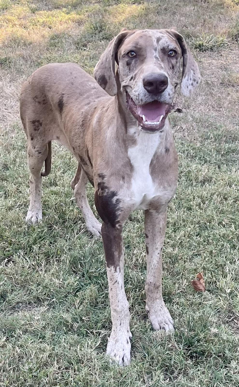 Mocha, Adoptable, Young Female Great Dane.