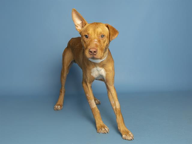 SAM, Adoptable, Young Male Pit Bull Terrier & Mixed Breed.