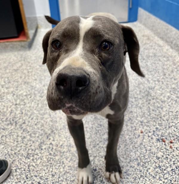 Enlarge Pebble, a Adoptable mixed breed in Golden, CO image 4/4