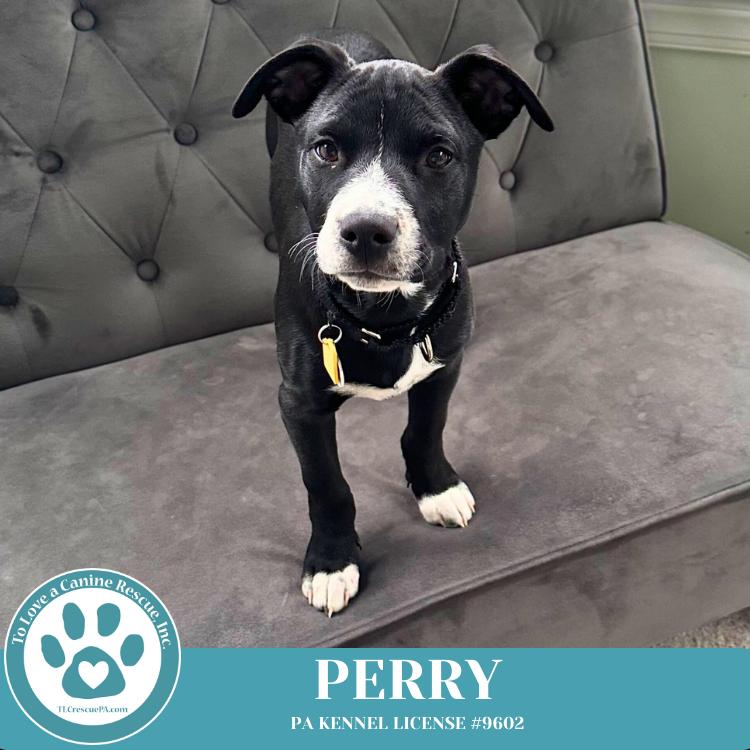 Obi (aka Perry) (Sugarplums) 120724, Adoptable, Puppy Male Labrador Retriever & Pit Bull Terrier.