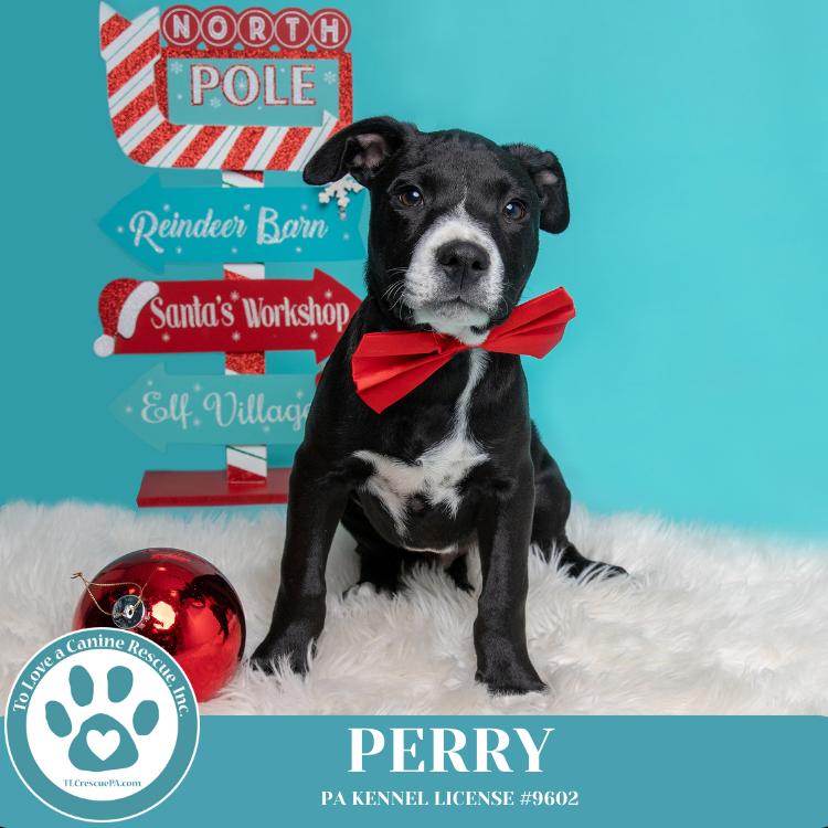 Enlarge Obi (aka Perry) (Sugarplums) 120724, a Adoptable mixed breed in Kimberton, PA image 2/6