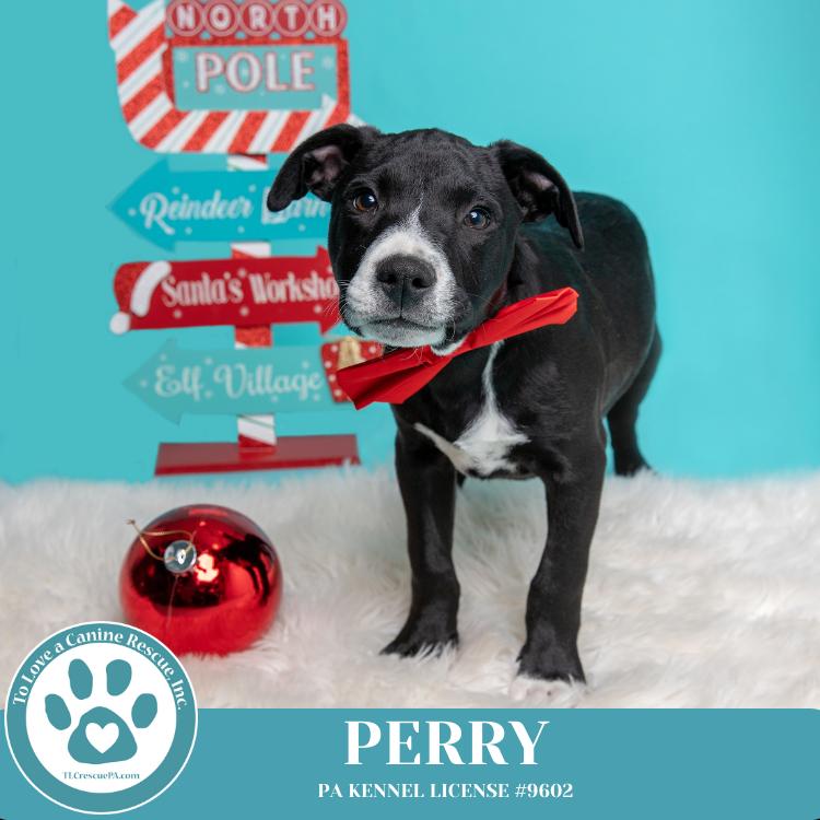 Enlarge Obi (aka Perry) (Sugarplums) 120724, a Adoptable mixed breed in Kimberton, PA image 3/6