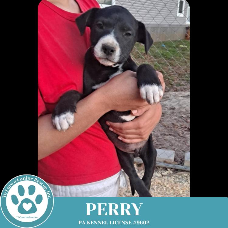 Enlarge Obi (aka Perry) (Sugarplums) 120724, a Adoptable mixed breed in Kimberton, PA image 4/6