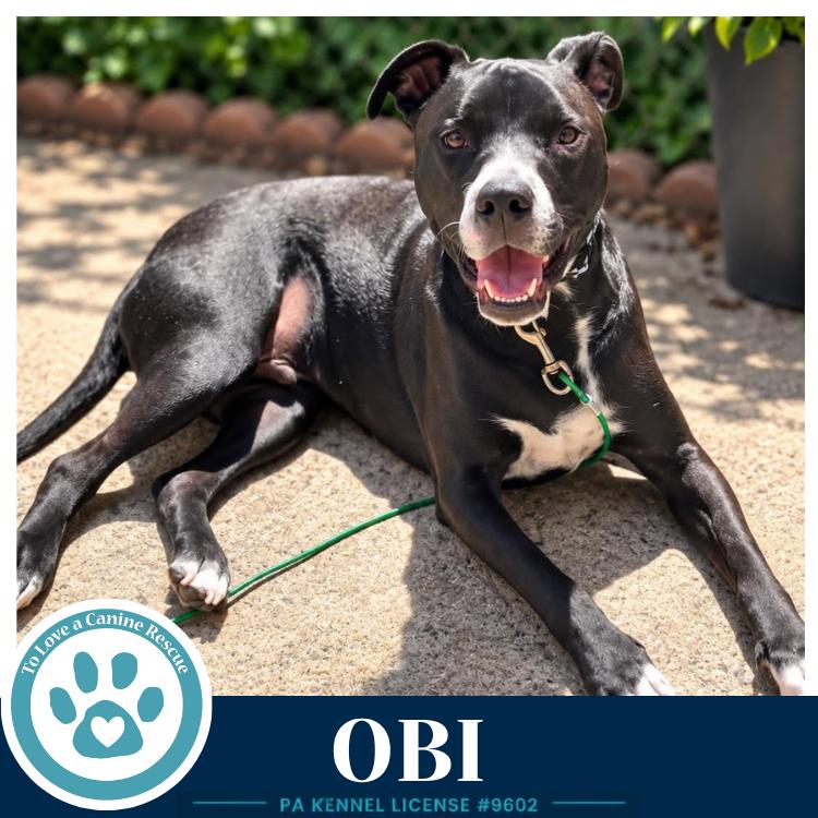 Enlarge Obi (aka Perry) (Sugarplums) 120724, a Adoptable mixed breed in Kimberton, PA image 5/6