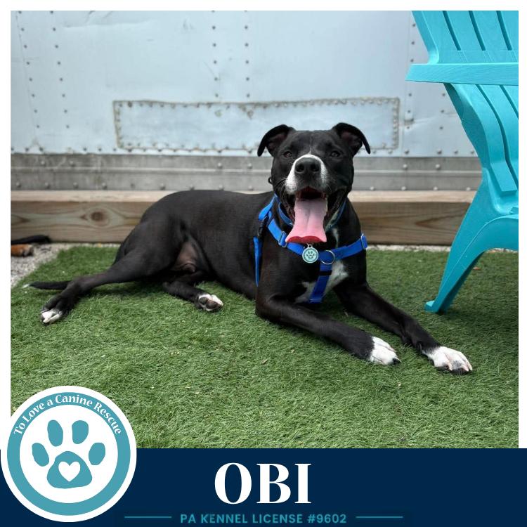 Enlarge Obi (aka Perry) (Sugarplums) 120724, a Adoptable mixed breed in Kimberton, PA image 6/6