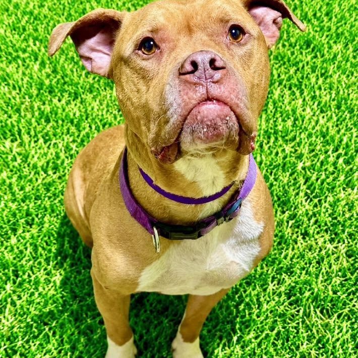 Enlarge Kato, a ADOPTABLE mixed breed in Battle Creek, MI image 1/1