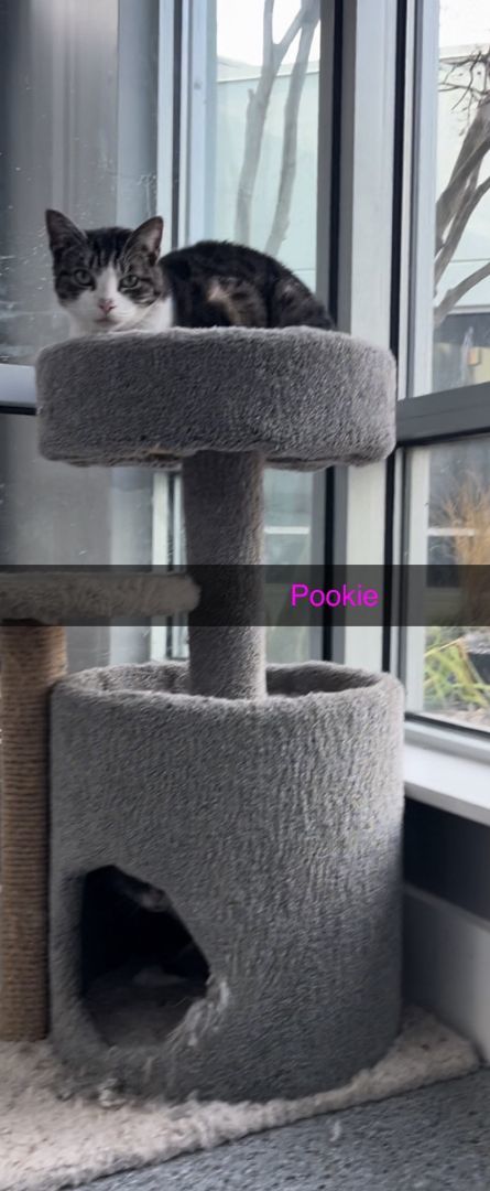 Pookie, Adoptable, Adult Female Domestic Short Hair.