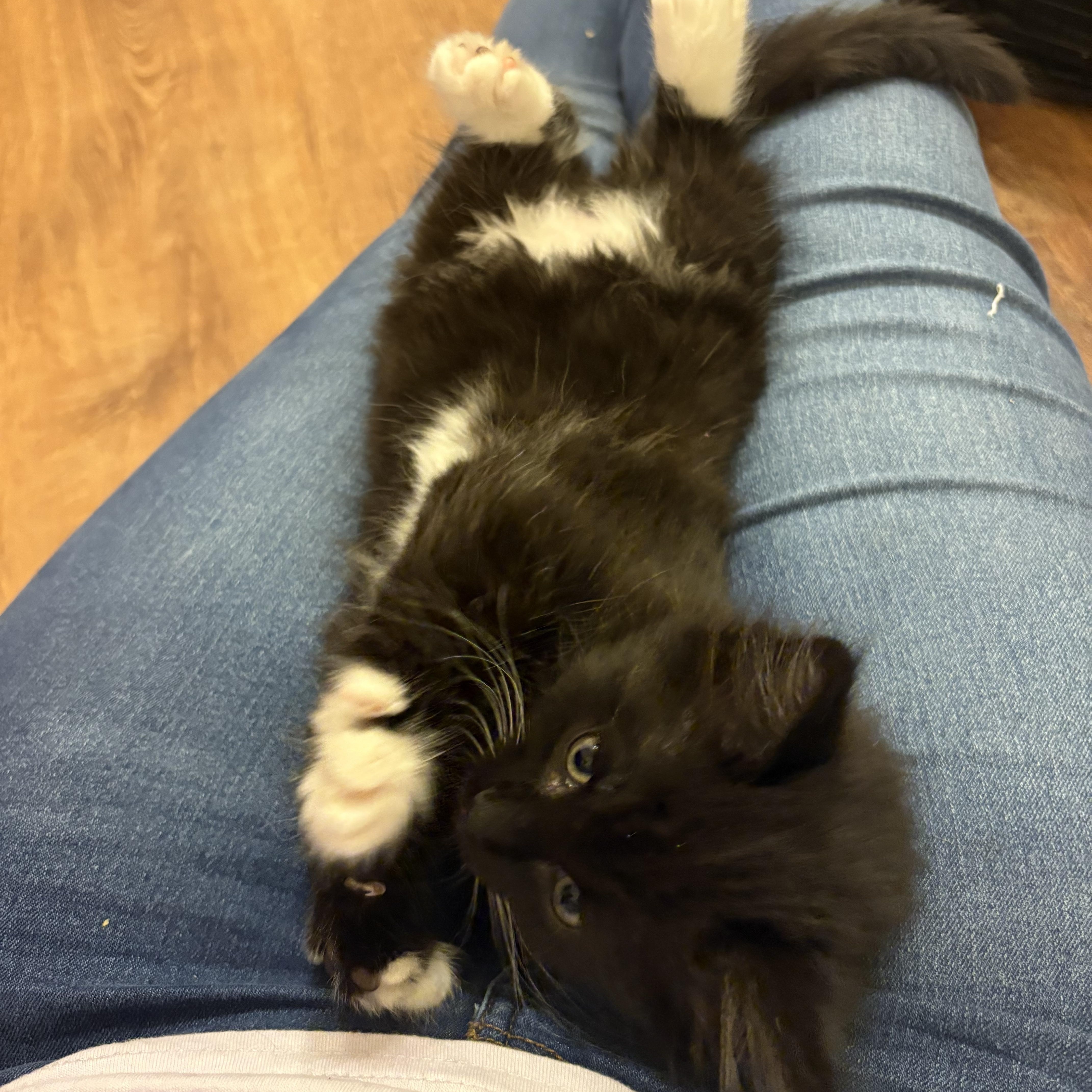 Enlarge Padme, an adopted mixed breed in Fort Worth, TX image 3/4