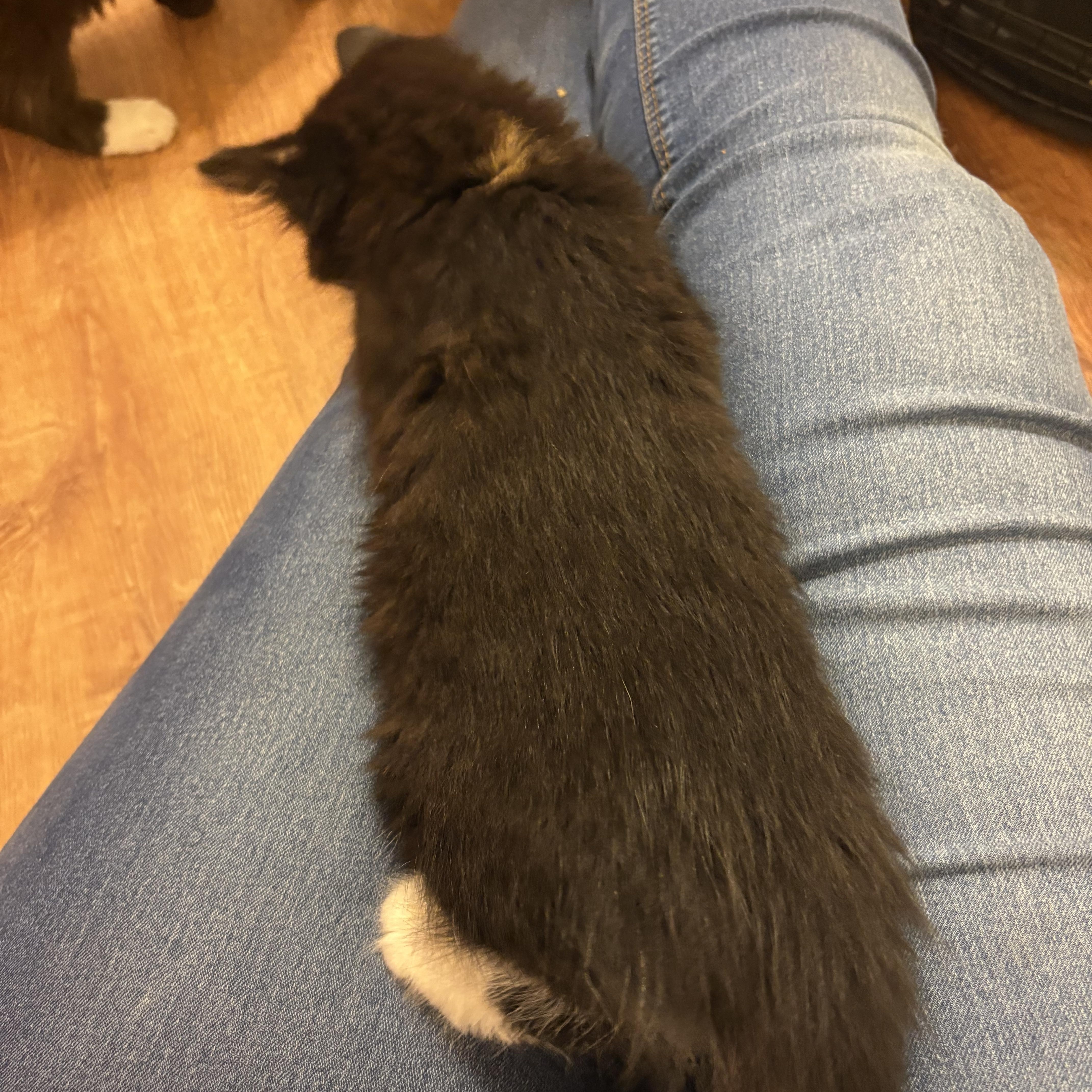 Enlarge Padme, an adopted mixed breed in Fort Worth, TX image 2/4