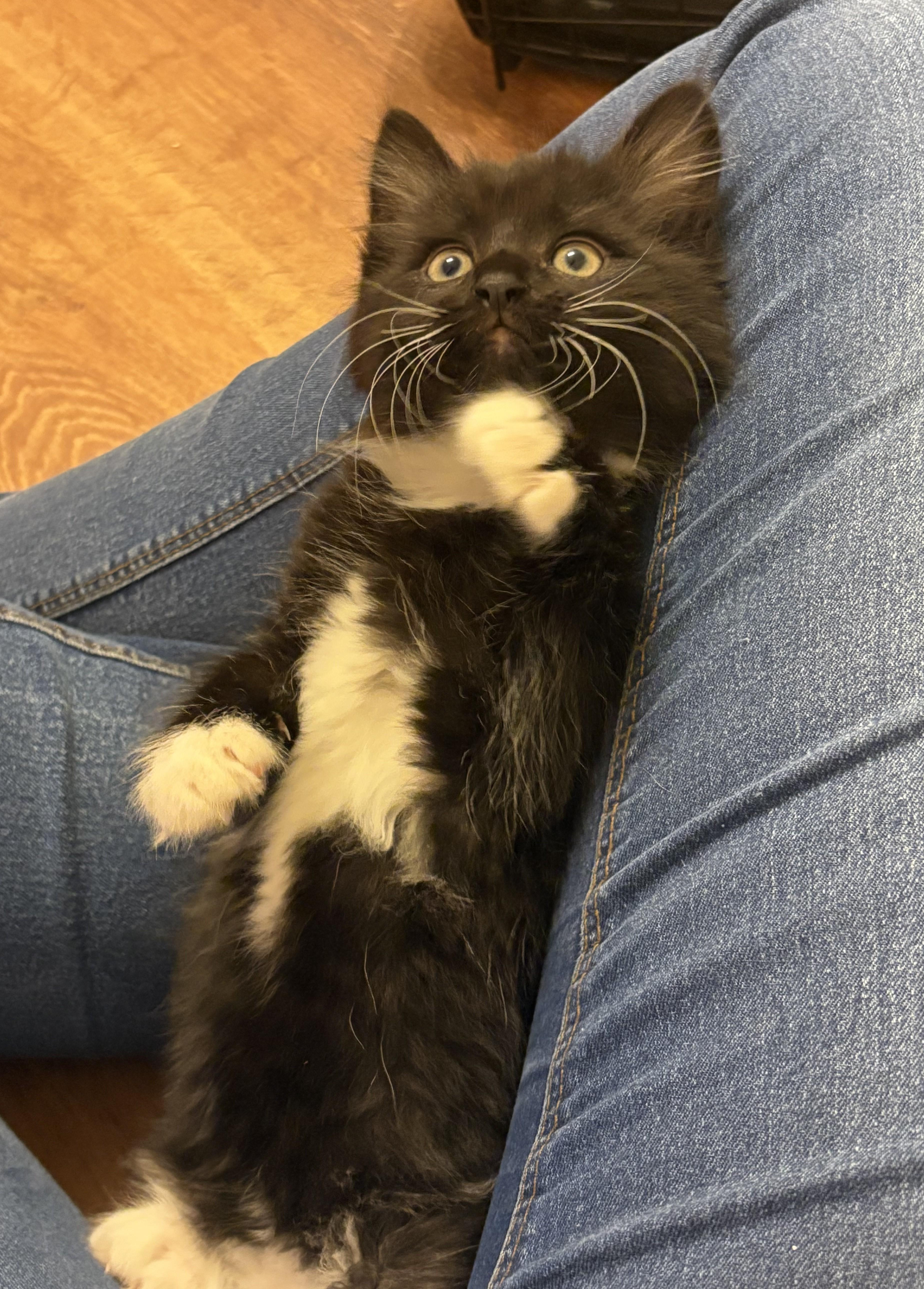 Padme, adopted, Kitten Female Domestic Long Hair & Tuxedo.