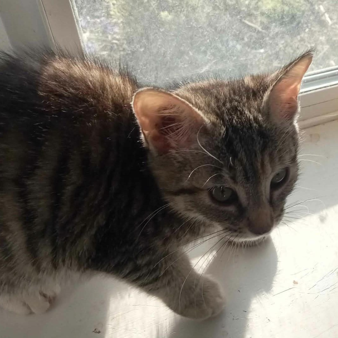 Enlarge Lucy, an adopted Domestic Short Hair in Eureka, CA image 3/5