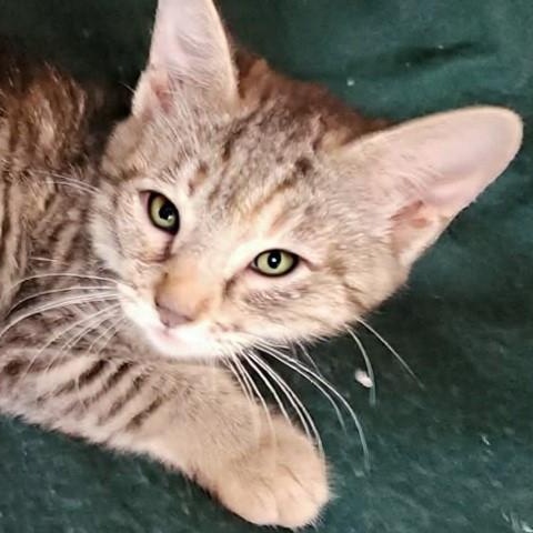 Enlarge Lucy, an adopted Domestic Short Hair in Eureka, CA image 4/5