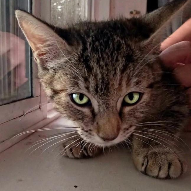 Enlarge Lucy, an adopted Domestic Short Hair in Eureka, CA image 5/5