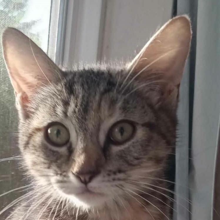 Lucy, adopted, Kitten Female Domestic Short Hair.