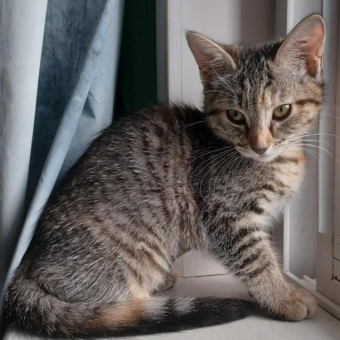 Enlarge Lucy, an adopted Domestic Short Hair in Eureka, CA image 2/5