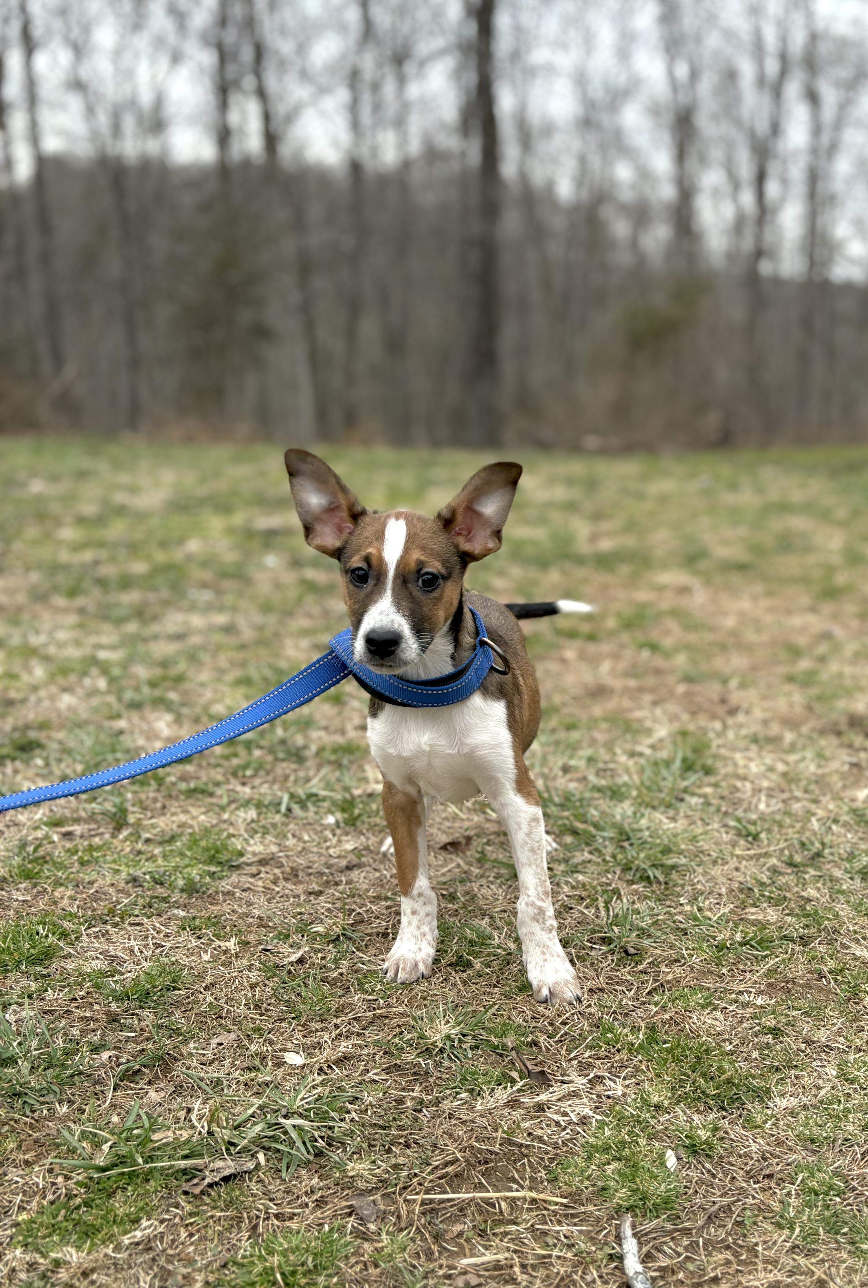 Fez, Baby Male Jack Russell Terrier