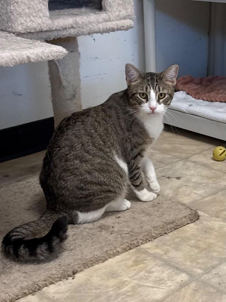 Enlarge Lt. Lint Trap, a Adoptable mixed breed in Berlin, MD image 2/2