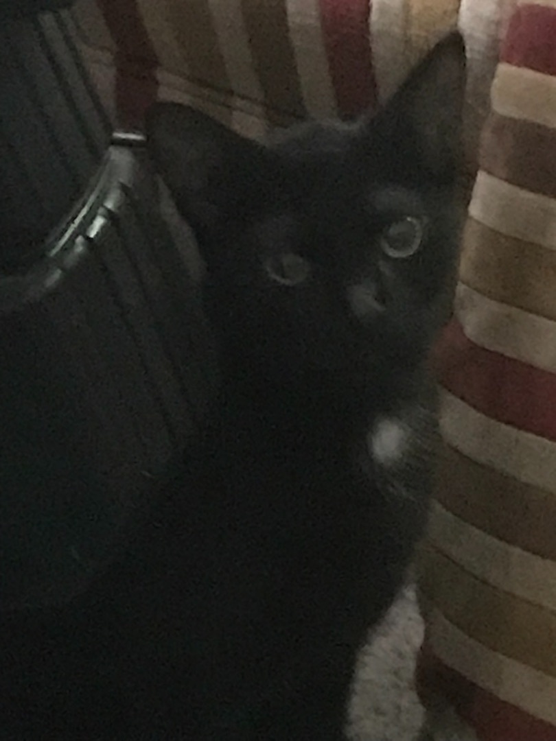 Star, a Adoptable Domestic Short Hair in Haltom City, TX image 1/2