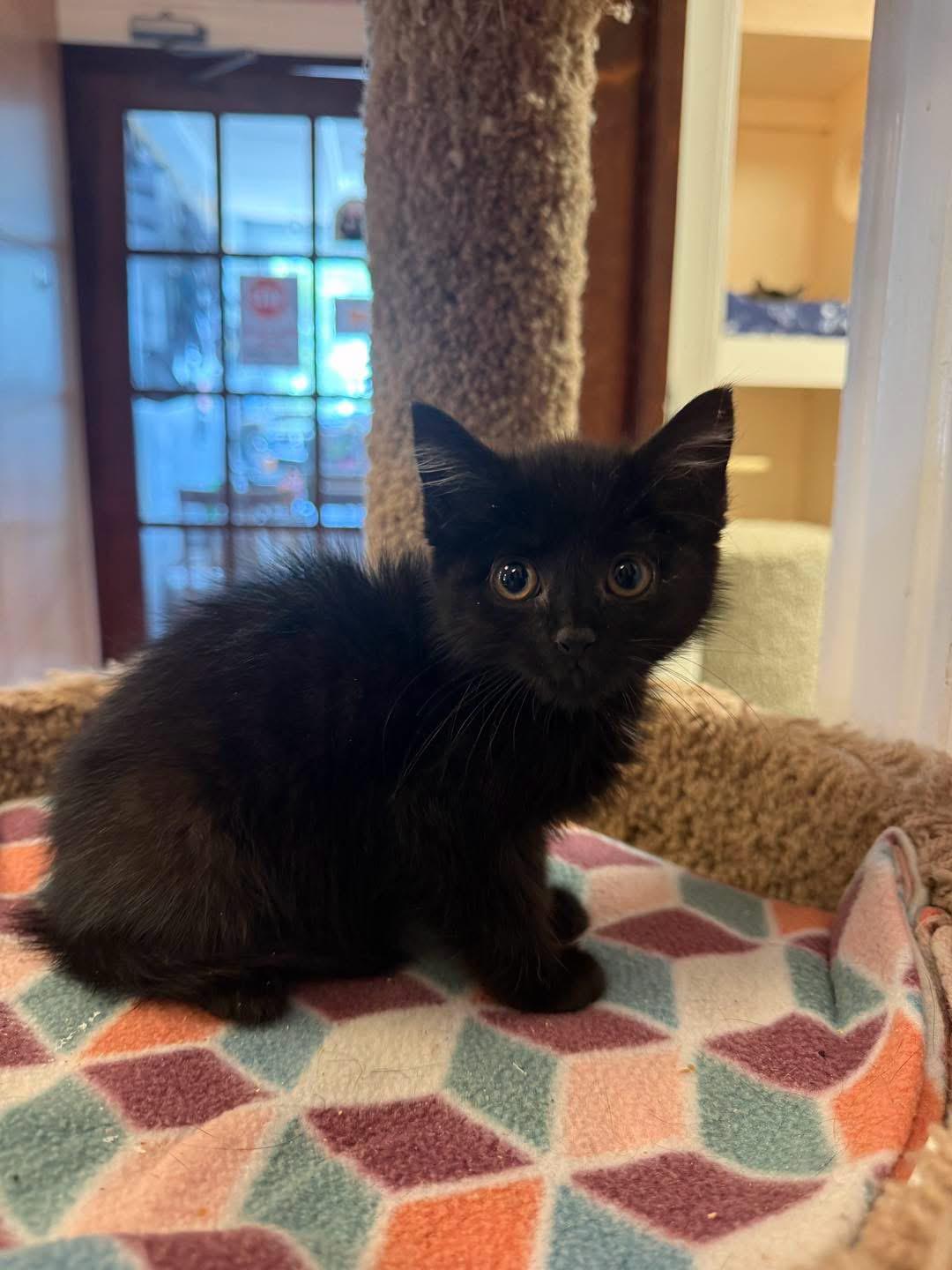 Mila, ADOPTABLE, Young Female Domestic Short Hair.