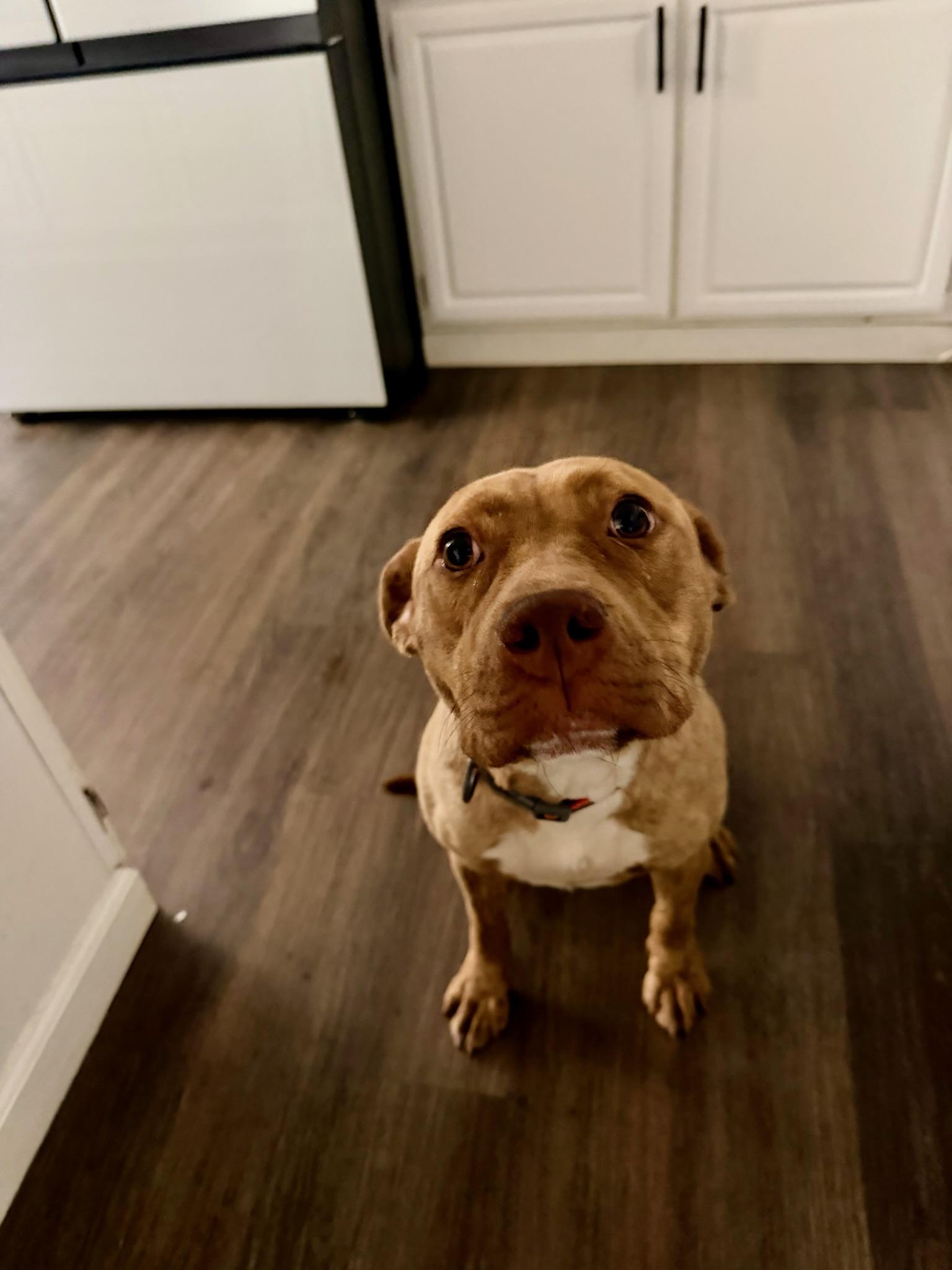 Enlarge Ary, a Adoptable mixed breed in Santa Monica, CA image 2/6