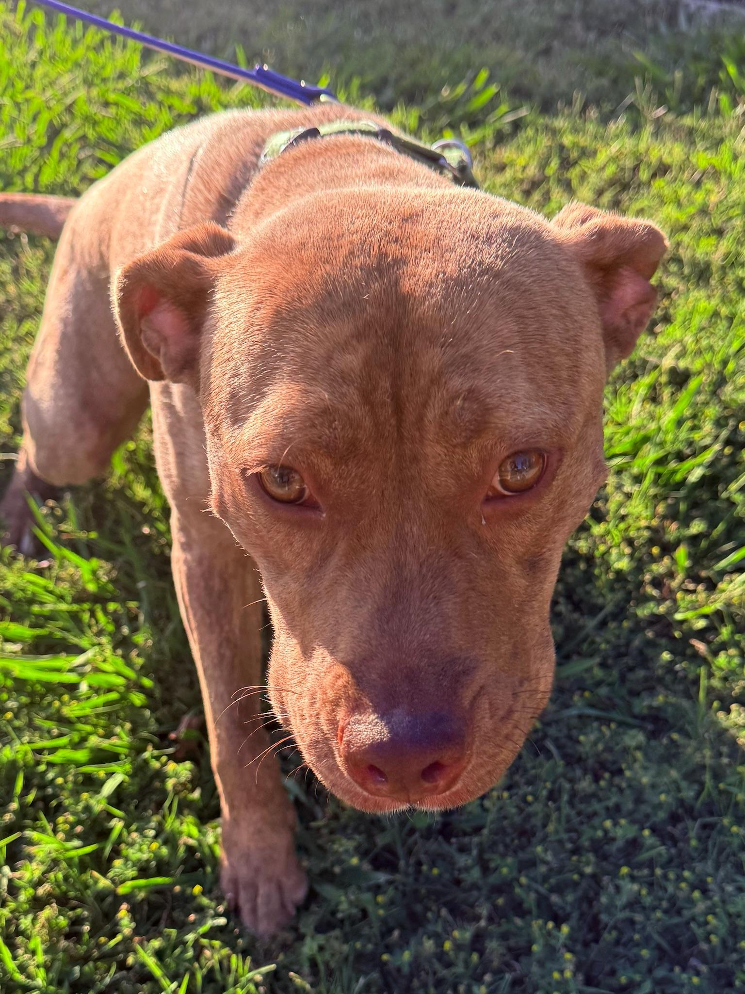 Enlarge Ary, a Adoptable mixed breed in Santa Monica, CA image 4/6