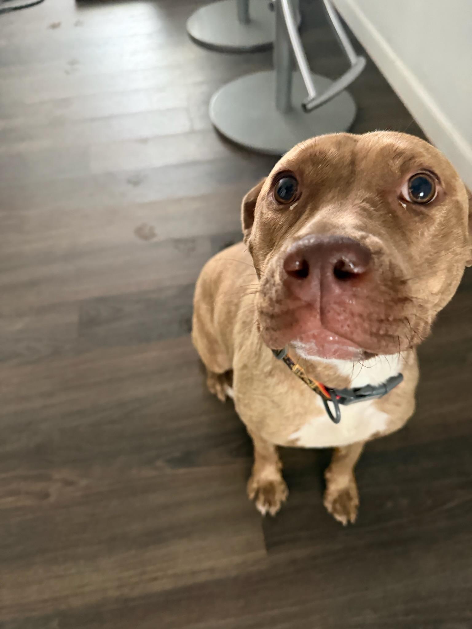 Enlarge Ary, a Adoptable mixed breed in Santa Monica, CA image 1/6
