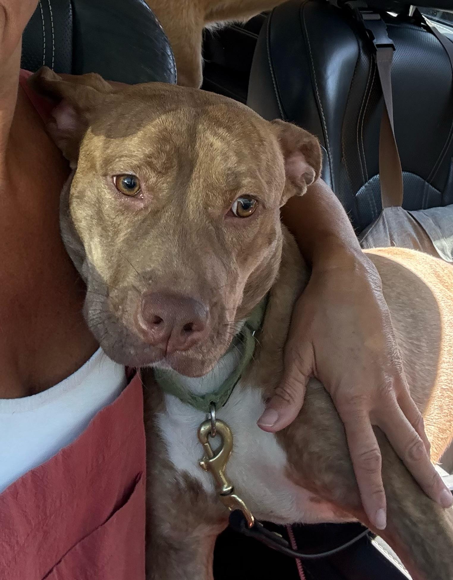 Enlarge Ary, a Adoptable mixed breed in Santa Monica, CA image 6/6