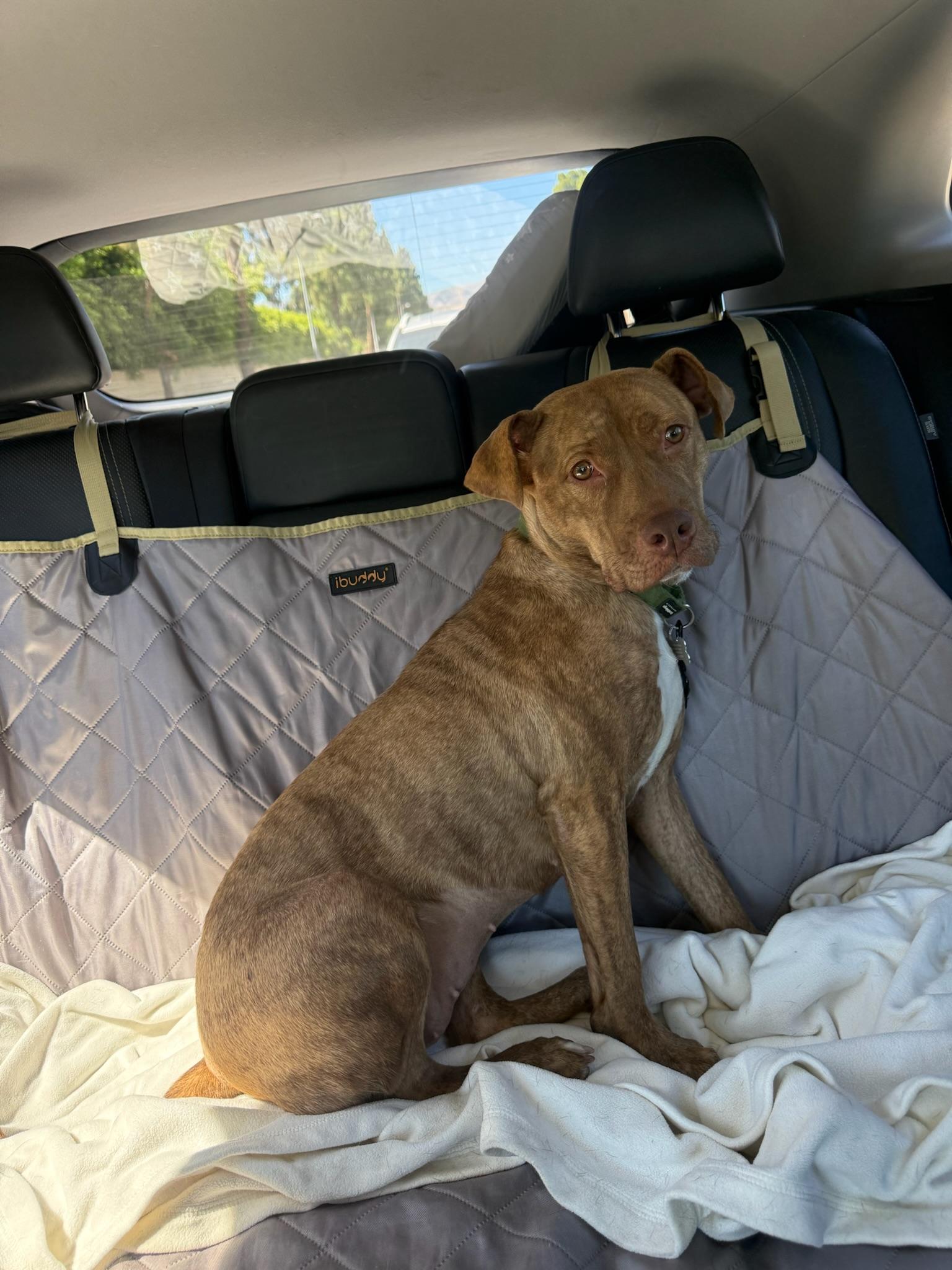 Enlarge Ary, a Adoptable mixed breed in Santa Monica, CA image 5/6