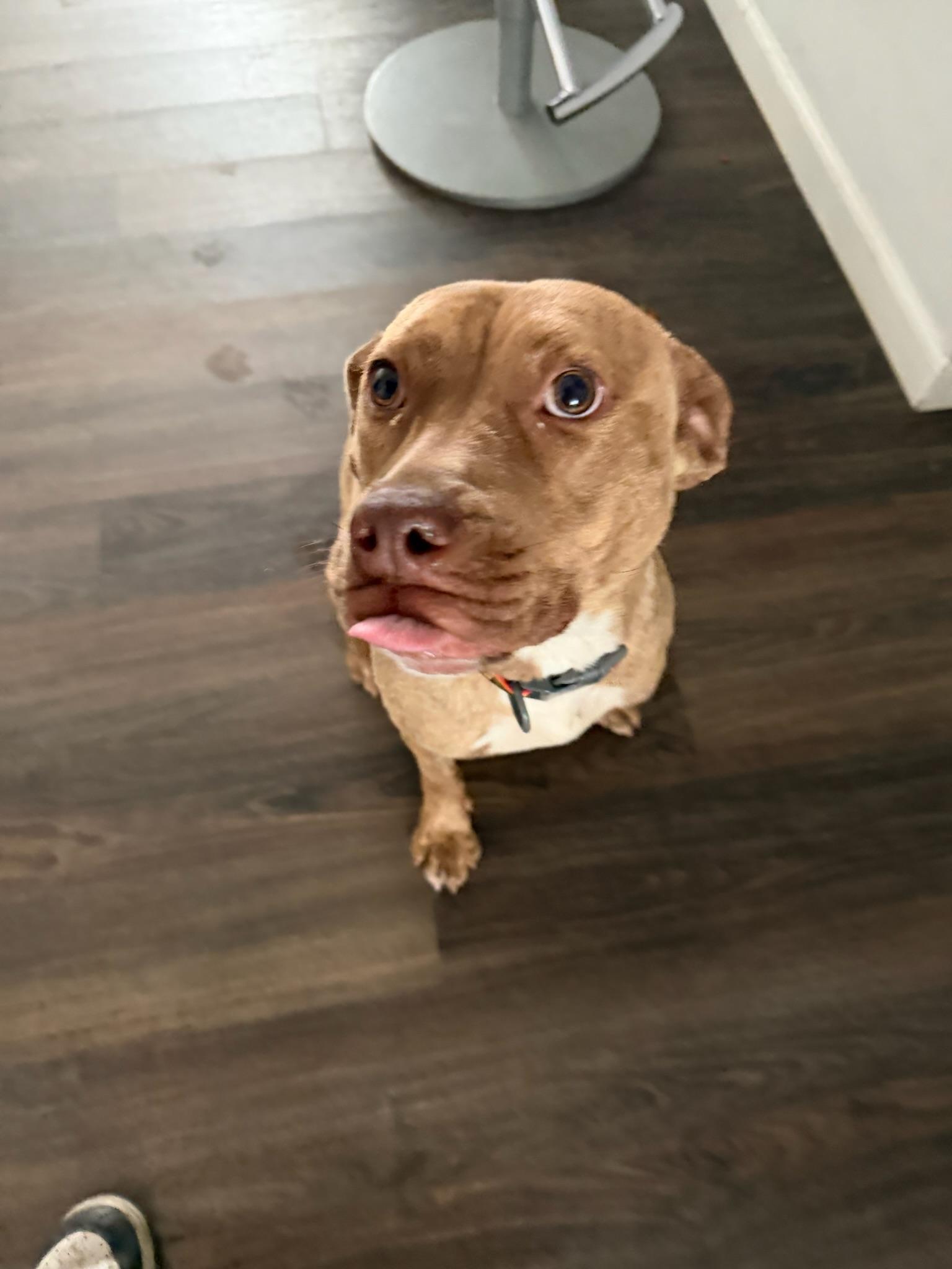 Enlarge Ary, a Adoptable mixed breed in Santa Monica, CA image 3/6