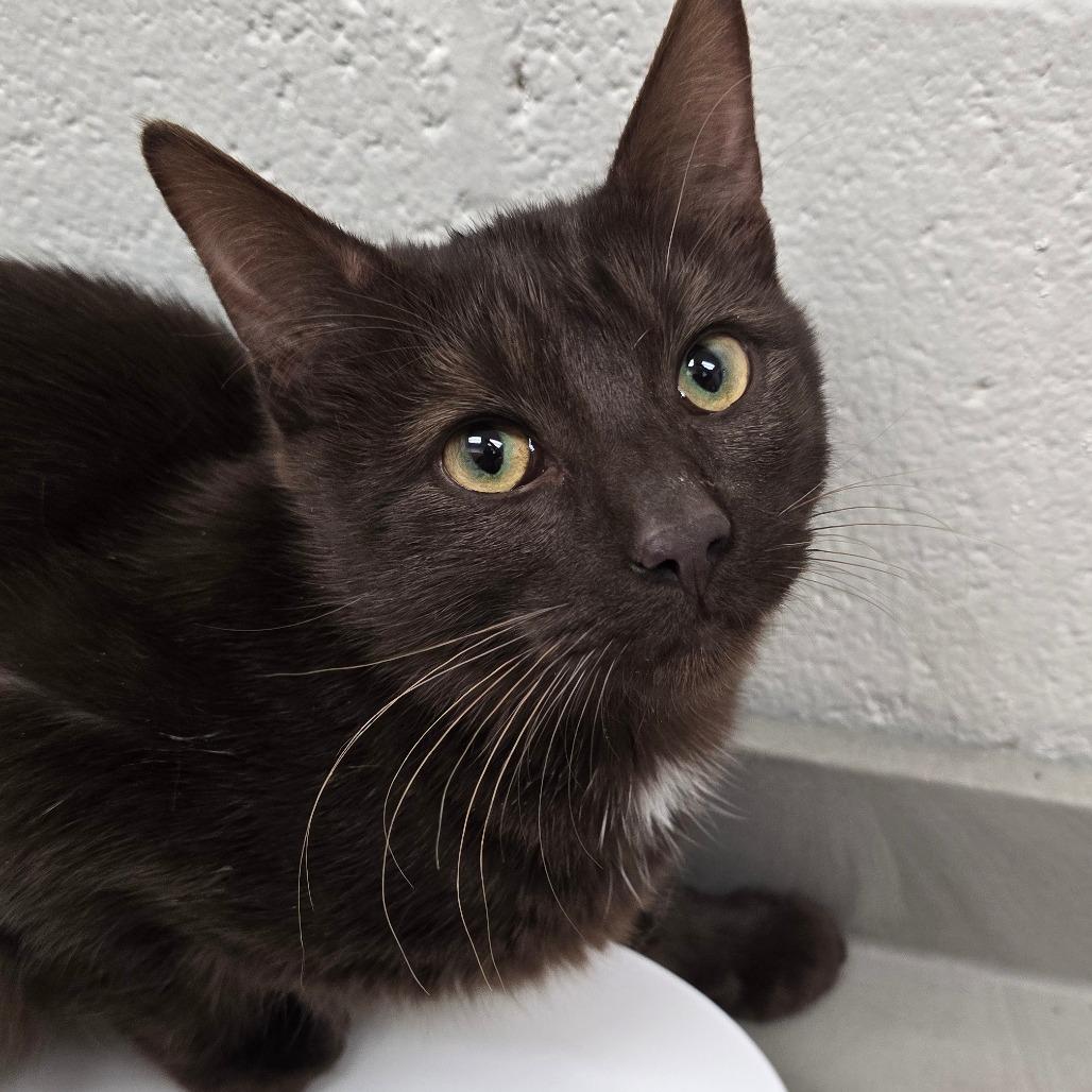 CatAlogue, Adoptable, Young Male Domestic Short Hair.