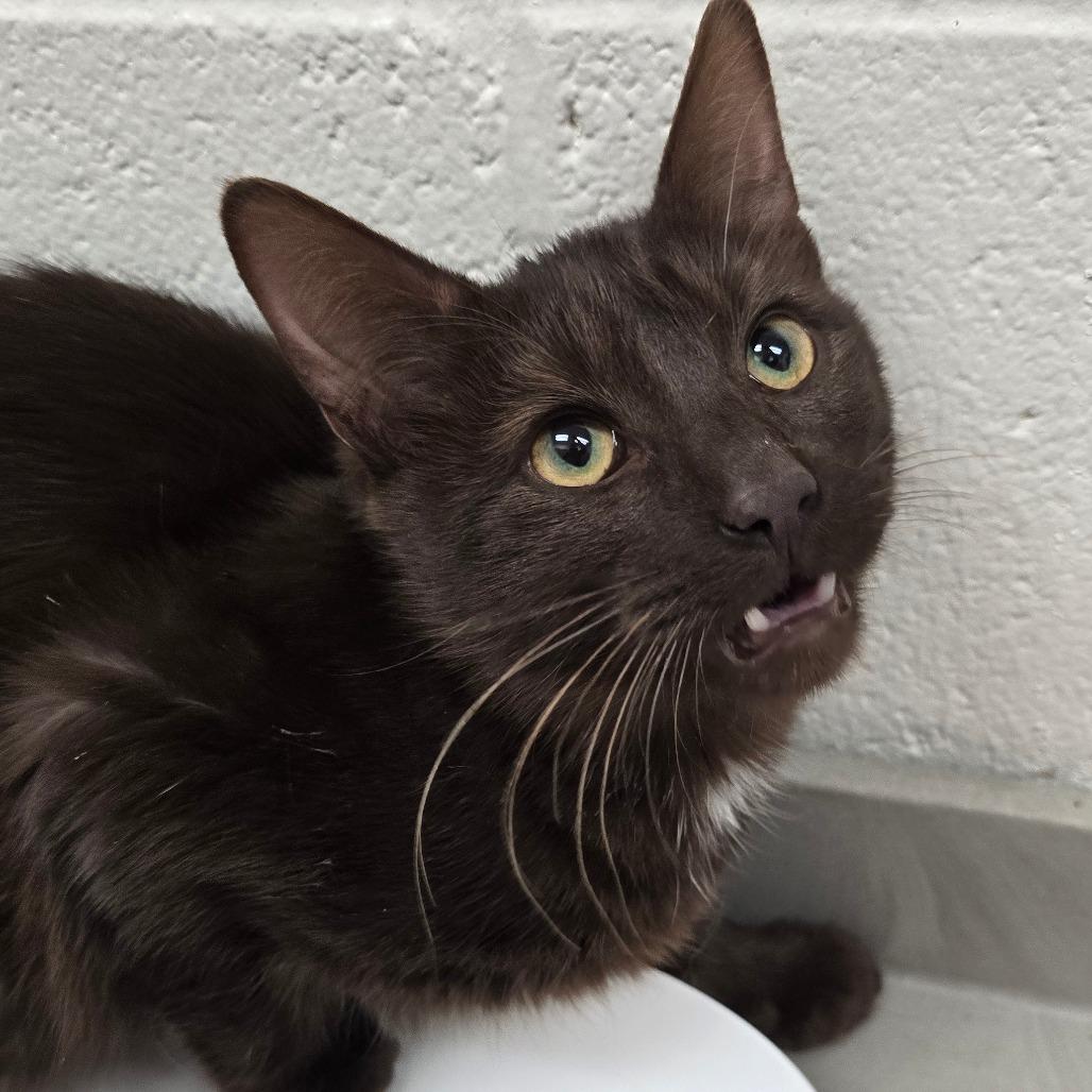 CatAlogue, Adoptable, Young Male Domestic Short Hair.