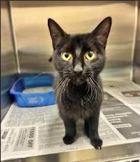 RUBY, ADOPTABLE, Adult Female Domestic Short Hair.