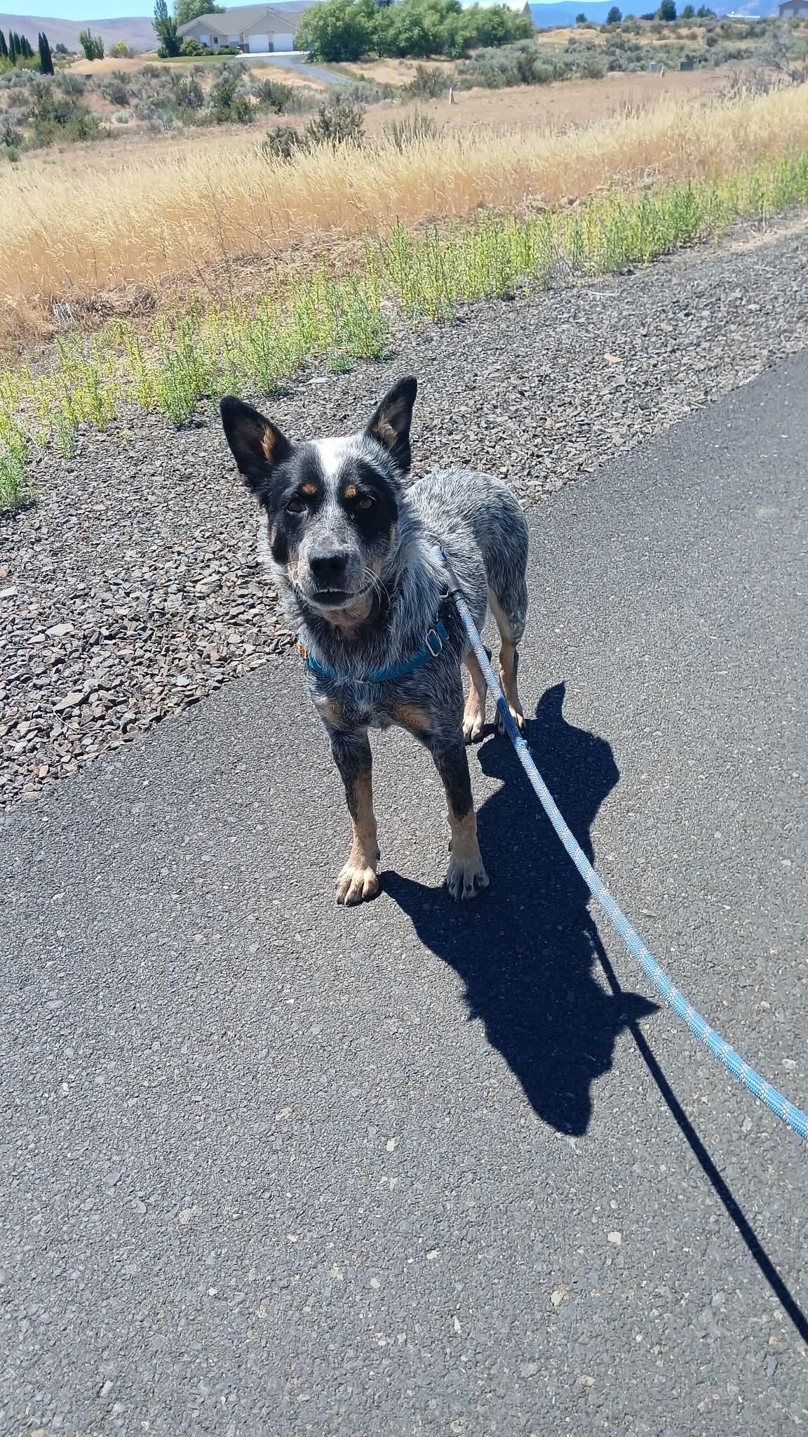 Courtesy listing -Sorrel, an adopted Australian Cattle Dog / Blue Heeler in Bend, OR image 2/2
