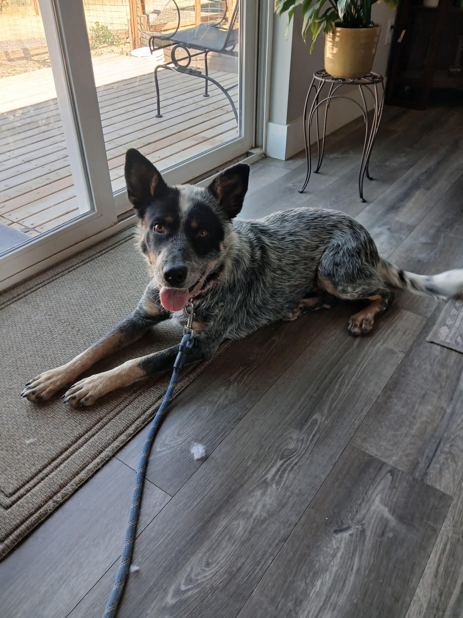 Courtesy listing -Sorrel, adopted, Young Female Australian Cattle Dog / Blue Heeler.