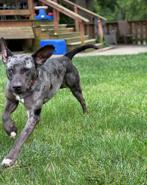 Buck, a ADOPTABLE mixed breed in Cicero, IN image 2/3