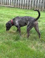 Buck, a ADOPTABLE mixed breed in Cicero, IN image 3/3