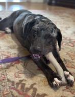 Buck, a ADOPTABLE mixed breed in Cicero, IN image 1/3