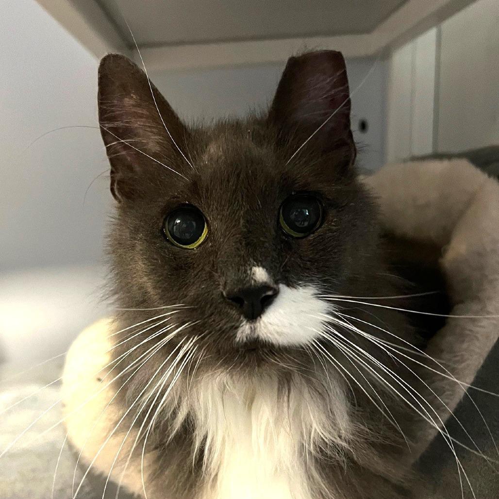 Sir Patches, Adoptable, Senior Male Domestic Medium Hair.