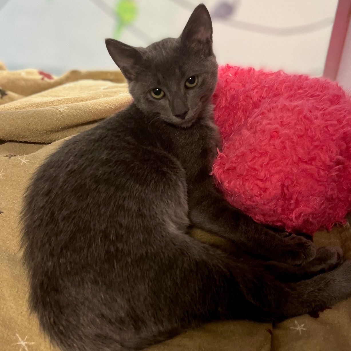 Enlarge Akila, a Adopted Domestic Short Hair in Redding, CA image 1/2