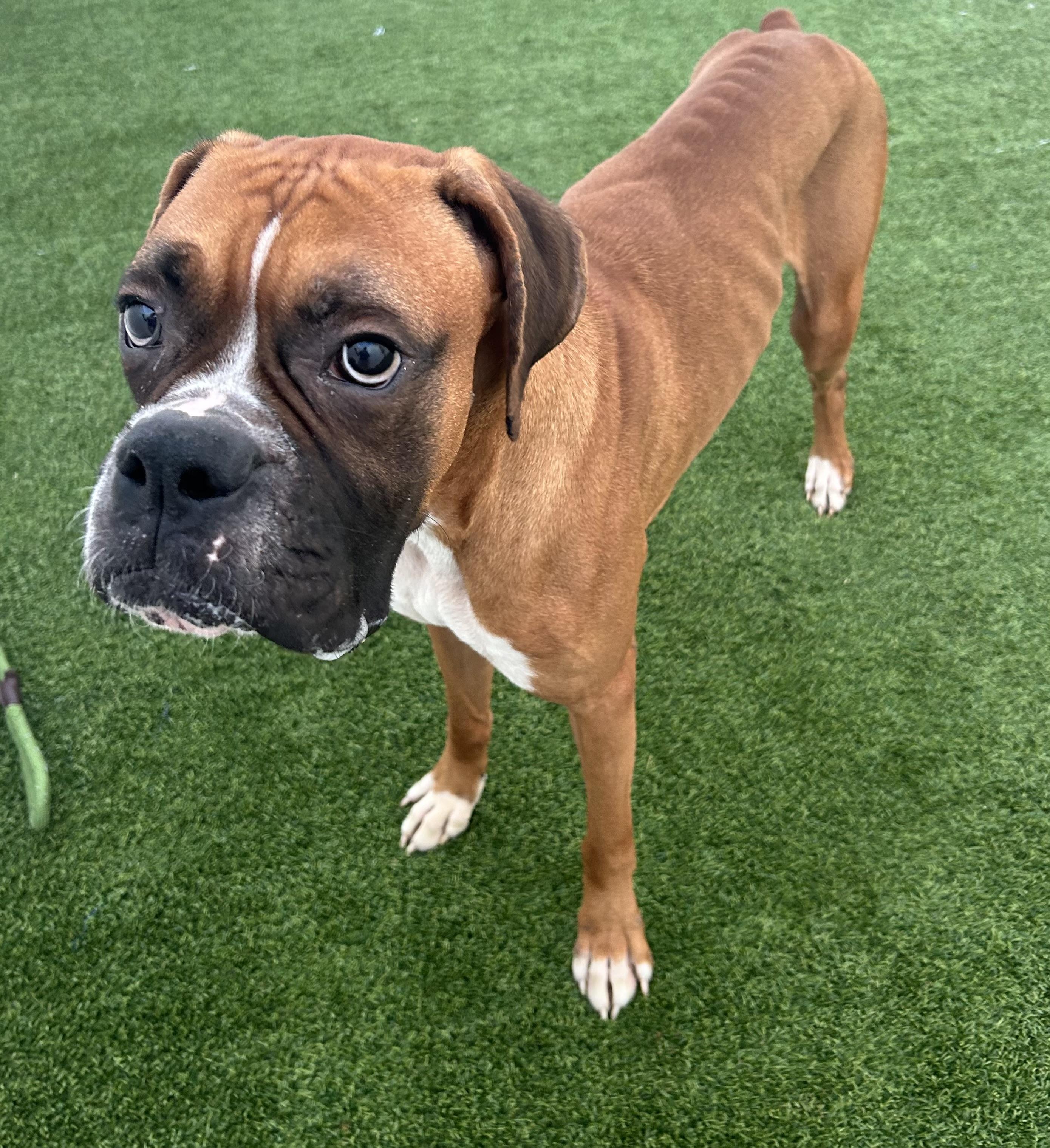 Zeus, a ADOPTABLE Boxer in Baker, LA image 1/6