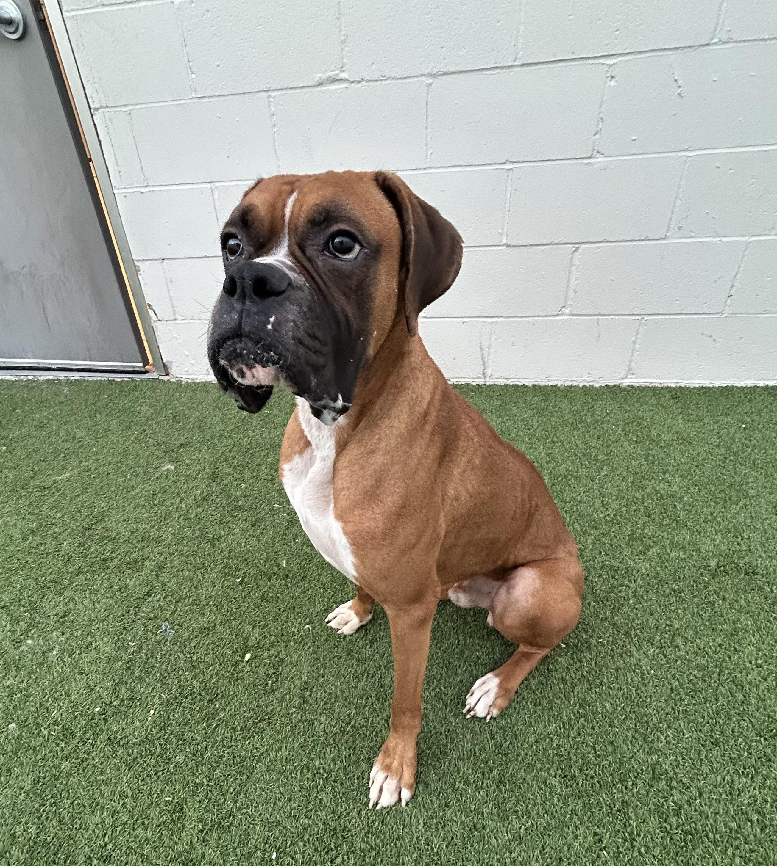 Zeus, a ADOPTABLE Boxer in Baker, LA image 2/6