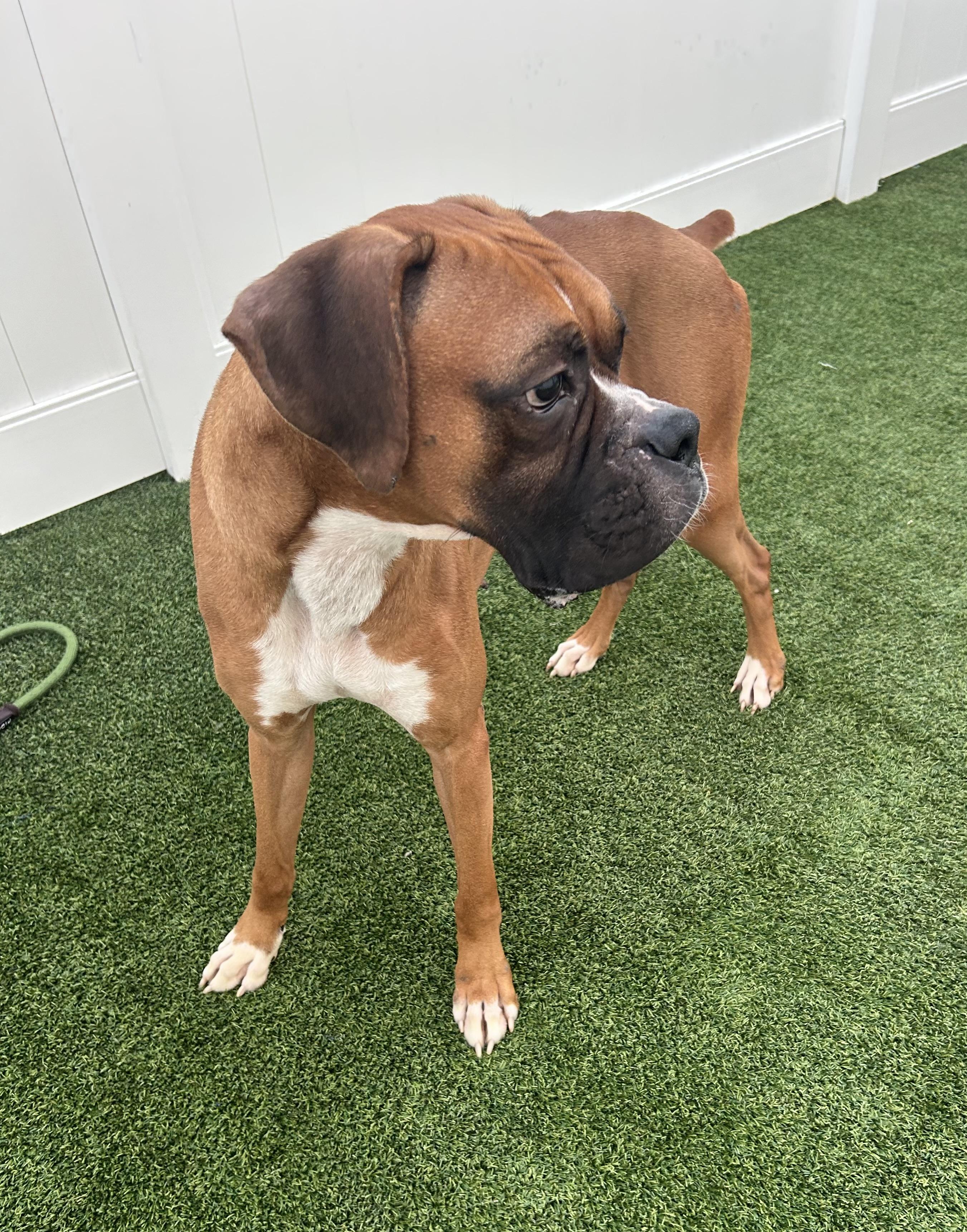 Zeus, a ADOPTABLE Boxer in Baker, LA image 5/6