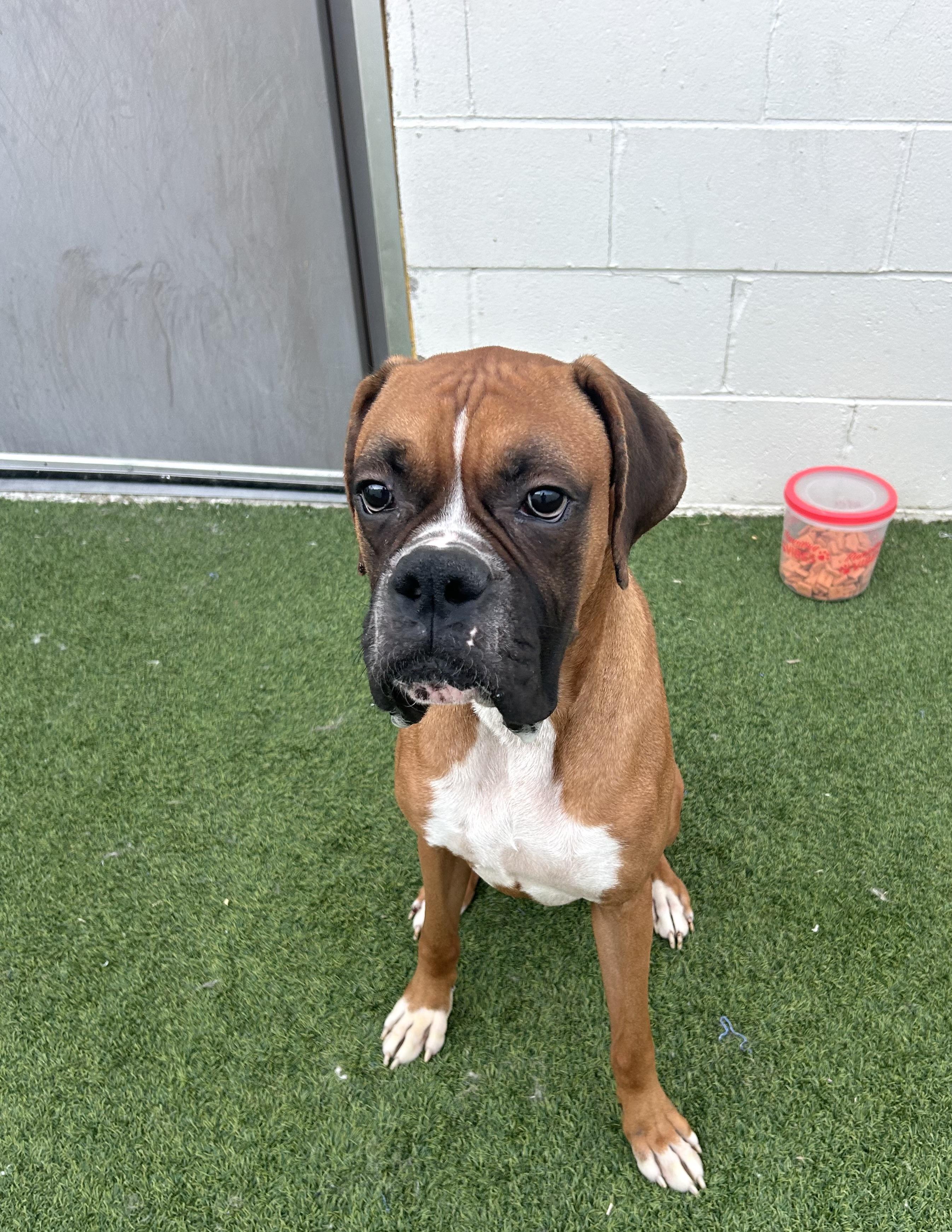 Zeus, a ADOPTABLE Boxer in Baker, LA image 6/6
